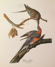 birds 07 - Passenger Pigeon